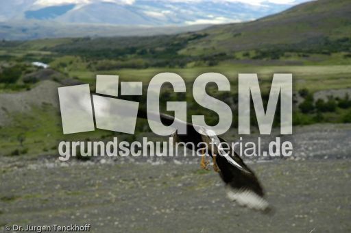 Haubenkarakara (12 von 12).jpg